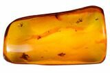 Detailed Fossil Caddisfly and Five Flies in Baltic Amber #166260-7